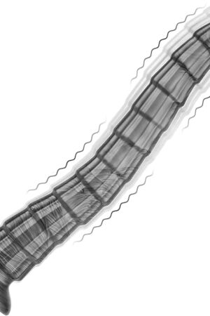 145 Inch Anal Vibrator BBC Dildo Vibrating Snake Dildo Huge Big Black Anal Dildo Black Butt Plug Monster Big Buzzy Butt Plug Fantasy Vibrating Tentacle