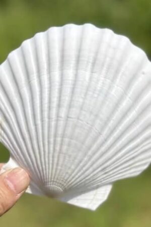 10 PCS Large Scallop Shells 4-5 inch Natural White Scallop Shells from Sea Beach for DIY Craft Decor