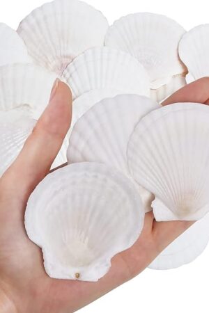 30PCS Natural Scallop Shells White Sea Shells for Decorating from Sea Beach Real Seashells for DIY Craft Painting Ocean Themed Party Wedding 2''-3''