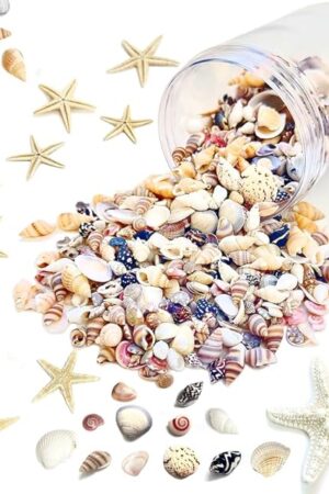 1500 PCS sea Shells Small Natural Starfish Mixed Beach Snail Seashells are Suitable for Beach Theme Parties,Home Decoration, Various DIY Crafts,Candle Making,Shells,Fish Tank and vase fillers