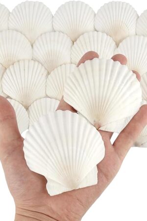 20 PCS Natural Scallop Shells for Crafts, 3 Inch White Seashell Decor for Home, Sea Shells for Decorating, DIY, Painting, Baking, Beach Wedding Decorations