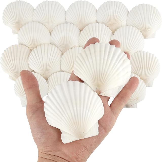 20 PCS Natural Scallop Shells for Crafts, 3 Inch White Seashell Decor for Home, Sea Shells for Decorating, DIY, Painting, Baking, Beach Wedding Decorations