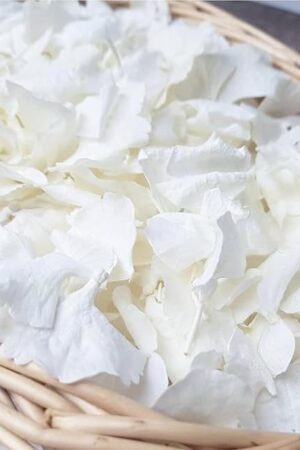 1500Pcs Real Dried Ivory White Hydrangea Flower Petals - Natural smal Petals for Wedding, Party Confetti, Flower Girl Baskets, Romantic Night, Proposal Decor, Handcrafts (1.06 oz)