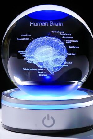 Enjinkail Brain Gifts for Neurologist, Laser Ethced Human Brain Anatomical Model 3D Crystal Ball, Brain Surgery Gifts for Doctors, Physiology Graduation Gifts for Medical Students for Christmas