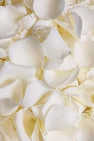 Dried Real White Rose Petals, Freeze Preserved Flower Petals 1.75oz for Valentine's Day Gifts Wedding Party Decor, Flower Girl, Dinner table Centerpieces, Bridal Shower, Flower Confetti 50g