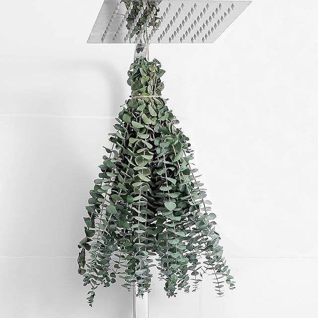 10 Pcs Dried Eucalyptus Stems 17" Real Eucalyptus for Shower Hanging 100% Made from Fresh Leaves, Wedding, Home, Farmhouse, DIY Spring Decor Bathroom Decor Home Decor