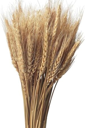 100 Stems Dried Wheat Stalks Natural Wheat Bundle for Home Decor, Crafts
