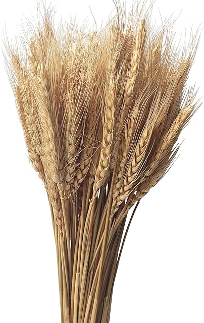 100 Stems Dried Wheat Stalks Natural Wheat Bundle for Home Decor, Crafts