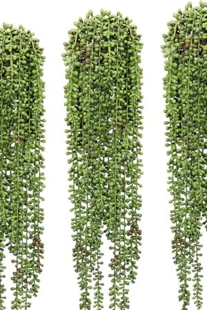 3 Pcs String of Pearls Plant Artificial Hanging Succulents Plants for Home Garden Decor (Pots Not Included)