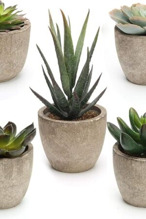 Coitak Artificial Succulent Plants Potted, Assorted Decorative Faux Succulent Potted Fake Cactus Cacti Plants with Pots, Set of 5