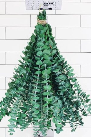 10 Pcs Dried Preserved Eucalyptus for Shower ,17" Real Natural Fresh Hanging Eucalyptus Stems,Real Leaves Branches for Vase Filler,Bathroom,Wedding,Dried Flowers Arrangement Decor