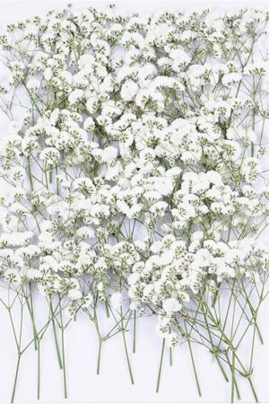 50Pcs Babys Breath Dried Pressed Flowers for Crafts,Xinxinran White Dry Flowers Kit for Wedding Invitation Accessories,Bookmark,Jewelry Molds,Candle Making Supplies,Soap,Frame,Cakes