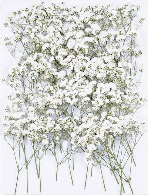 50Pcs Babys Breath Dried Pressed Flowers for Crafts,Xinxinran White Dry Flowers Kit for Wedding Invitation Accessories,Bookmark,Jewelry Molds,Candle Making Supplies,Soap,Frame,Cakes