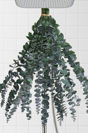 10Pcs Dried Eucalyptus for Shower Hanging-17''Preserved Real Fresh for Green Home Decor,100%Made from Fresh Eucalyptus Leaves Plant,Bathroom Shower Decor,Wedding Decor