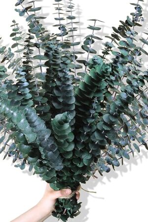30Pcs Dried Eucalyptus Stems, 17" Real Preserved Eucalyptus Plant for Shower, Fresh Natural Branches for Vase, Eucalyptus Bundle for Home Decor, Wedding, Baby Shower, Bathroom