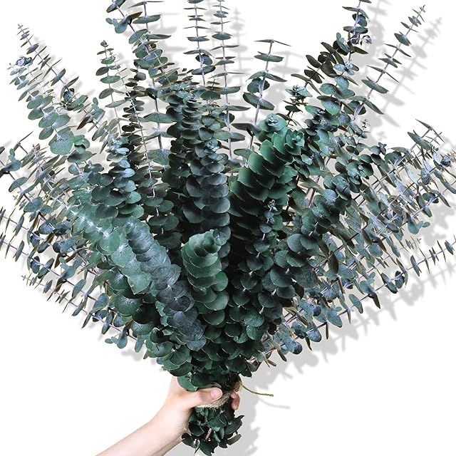 30Pcs Dried Eucalyptus Stems, 17" Real Preserved Eucalyptus Plant for Shower, Fresh Natural Branches for Vase, Eucalyptus Bundle for Home Decor, Wedding, Baby Shower, Bathroom