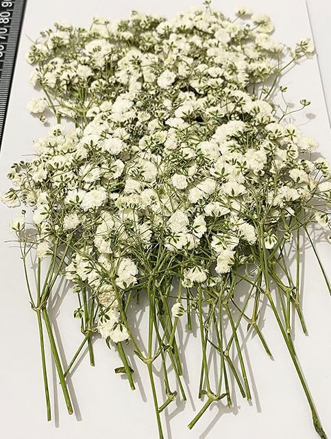 50 pcs White Baby's Breath Real Natural Dried Pressed Flowers for Resin Art Craft DIY Making Wedding Card Home Party Decor