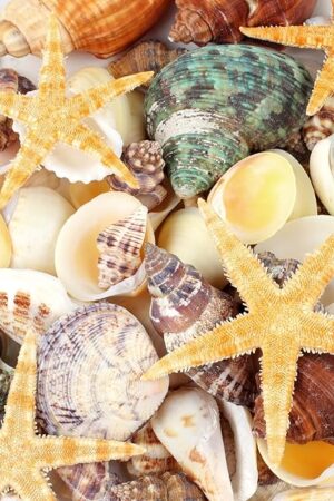 80+ Pcs Natural Seashells, Mixed Starfish Sea Shells for Crafts, Various Sizes Ocean Shells Conch for Decorating, Beach Theme Party, DIY Crafts, Fish Tank Filling, Home Decor, Wedding Decoration