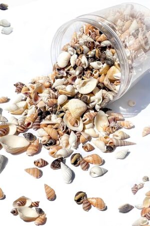 1300 PCS Natural Ocean Beach Spiral Seashells Mixed Tiny Sea Shells for Home Decorations,Wedding Decor,Kids Outdoor Beach Theme Party,DIY Crafts and Vase Filler,Decorate The Pool.