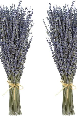 Dried Lavender 2 Bunches 100% Fresh Natural Purple Bouquet Flowers for Bathroom Photo Props Crafts Decoration, 15-17" for Shower Weeding Vase Decor, Home Fragrance(200-220 Stems(100g/3.5oz Total))