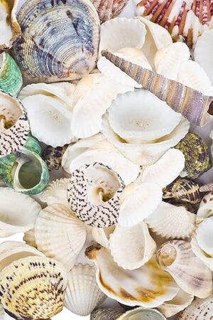 80~85pcs Sea Shells Mixed Beach Seashells for Beach Theme Party Wedding Decorations DIY Crafts Candle Making Fish Tank Vase Fillers Home Decorations Supplies