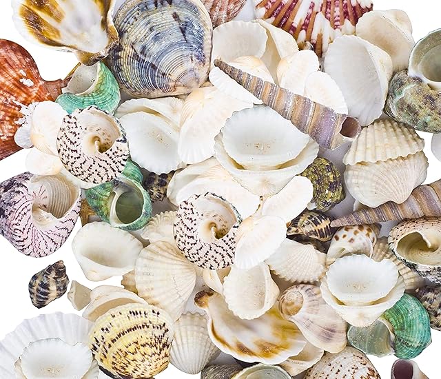 80~85pcs Sea Shells Mixed Beach Seashells for Beach Theme Party Wedding Decorations DIY Crafts Candle Making Fish Tank Vase Fillers Home Decorations Supplies