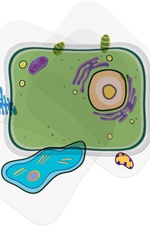 The Roylco Plant Cell Model – Back to School STEM Kit for Kids, Transparent Plant Cell Building Set for Classroom Life Science Lessons & Hands-On Biology Activities