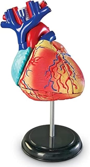 The Learning Resources Human Heart Model, Working Heart Model, Anatomy for Kids, Human Body Heart Model, Educational Model, Ages 8+