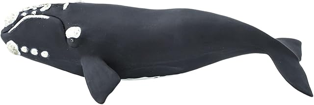 The Safari Ltd. Right Whale Figurine - Lifelike 9.25" Ocean Animal Figure - Educational Toy for Boys, Girls, and Kids Ages 3+