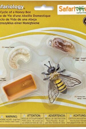 The Safari Ltd. Life Cycle of a Honey Bee - Educational Toy Figurines - Miniature Bee Lifecycle Collection for Boys, Girls & Kids Age 4+