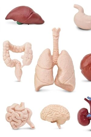 The Safari Ltd. Human Organs TOOB - 8 Mini Figurines Including Brain, Heart, Lungs, Liver, Kidneys, Stomach, and Intestines - Anatomy Educational Toy Figures for Boys, Girls & Kids Ages 3+