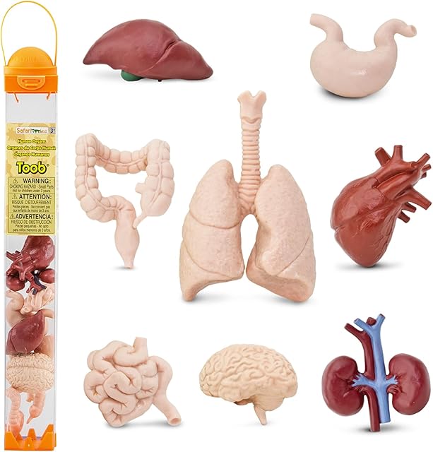 The Safari Ltd. Human Organs TOOB - 8 Mini Figurines Including Brain, Heart, Lungs, Liver, Kidneys, Stomach, and Intestines - Anatomy Educational Toy Figures for Boys, Girls & Kids Ages 3+