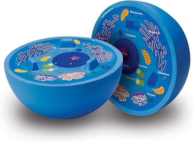 The Learning Resources Cross-Section Animal Cell Model - STEM Biology Gifts, Molecular Science Activities , Microbiology ,Classroom and Teacher Must Haves, Homeschool Materials, Model Kit Tools