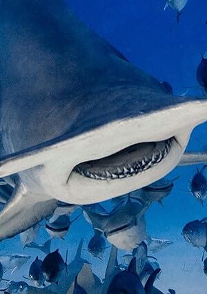 The Prime 3D - Shark Week 3D Jigsaw Puzzle | 150 Piece Lenticular Underwater Game for Adults, Kids & Families | 18x12" Fun & Educational Activity with Depth & Motion | Officially Licensed Discovery Gift