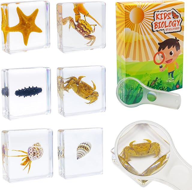 The 6 PCS Marine Life Specimen Set,Hermit Crab,Fiddler Crab,Starfish,Nassariidae,Sea Cucumber, Chiromantes Dehaani Resin Collection Science Toys