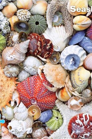 The Re-marks Seashore Puzzle 1000-Piece Seashell Puzzle, Artistic Jigsaw Puzzle for All Ages - Made in USA
