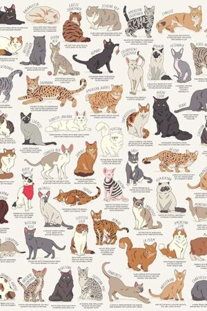 The Ridley's Cat Lover's 1,000-Piece Jigsaw Puzzle – Cat Puzzle with Informational Image about Different Breeds, Sturdy Storage Tube Included – Activity Puzzle – Makes a Great Gift