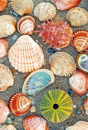 The Ravensburger Puzzle Moment: by The Seashore 300 Piece Jigsaw Puzzle for Adults - 12001326 - Handcrafted Tooling, Made in Germany, Every Piece Fits Together Perfectly
